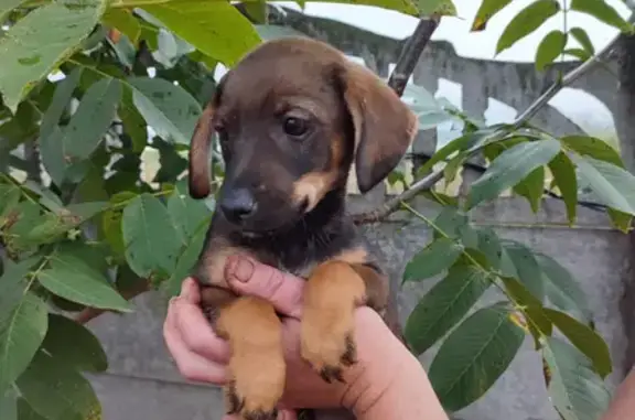 Потрібна допомога! Знайдено собаку 💔💔💔🆘🆘🆘 Вінниця!!! Шукаємо нову сім'ю 🐶