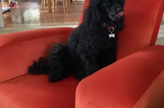 Lost Poodle: Delilah - Microchipped & Contact Info