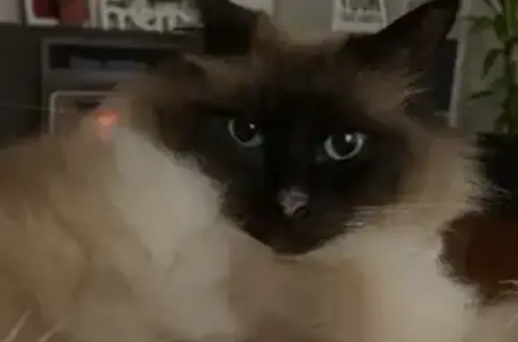 Lost Seal Point Ragdoll: Scenic Way East, Adelaide