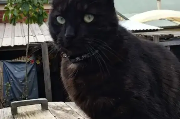 Lost Cat Alert: Desexed Male DSH, Kooyonga Way, Adelaide