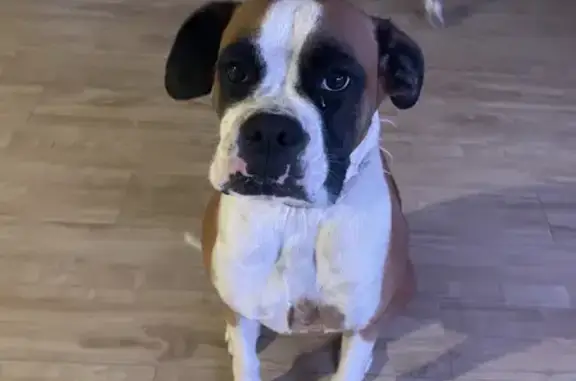 Lost Boxer Female: Tan & White, Edelweiss Way, Gold Coast