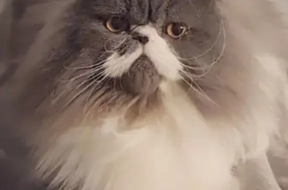 Help Find Diego: Missing Persian Cat in Brighton-Le-Sands