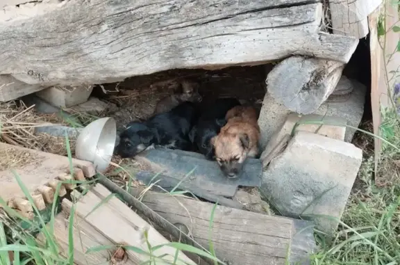 Допоможіть рятівнику: Знайдено собаку Київ! У небезпеці 3 щенки.