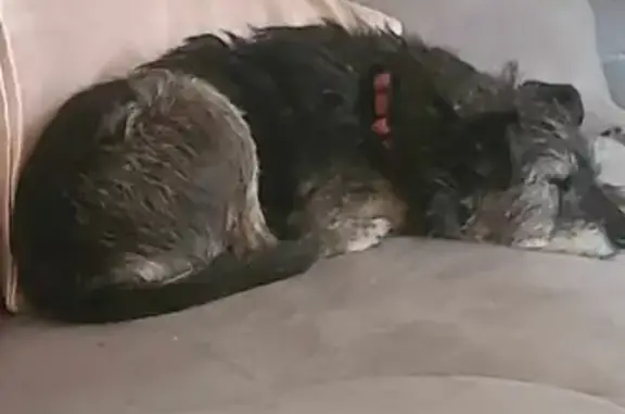 Lost Patterdale Cross: Black & Tan, 1-eyed, thin & friendly