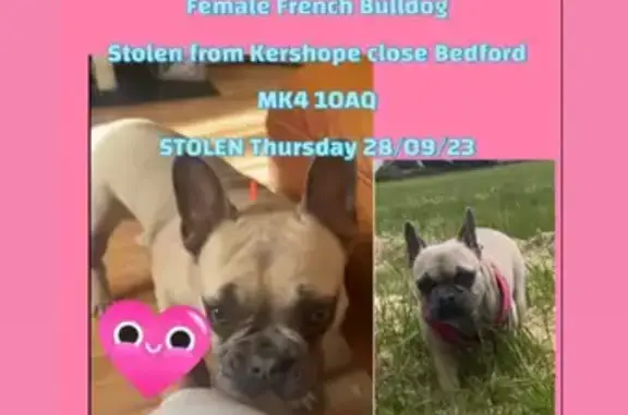 Help Find Stolen Female French Bulldog!