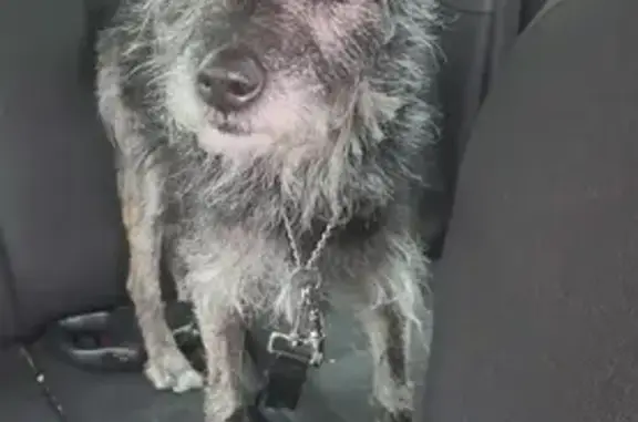 Lost: Friendly 10yo Yorkie Mix, 1-Eyed, Chipped