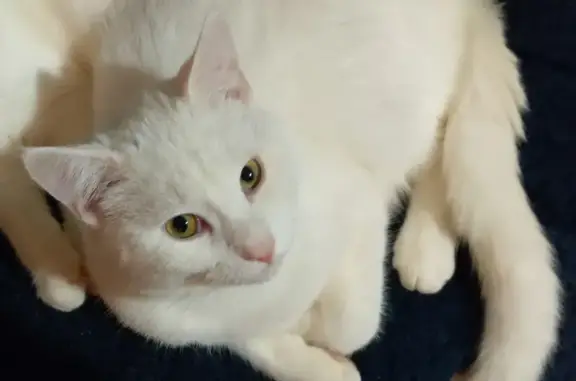 Lost Neutered White Cat, 17 mos, Nervous, Crump's Lane