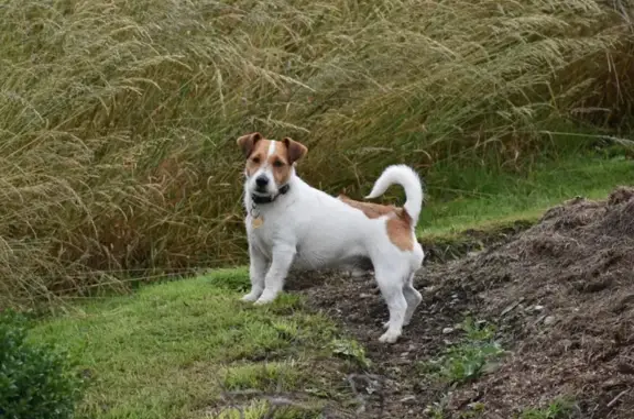 Lost: White & Tan Jack Russell, 4yrs old