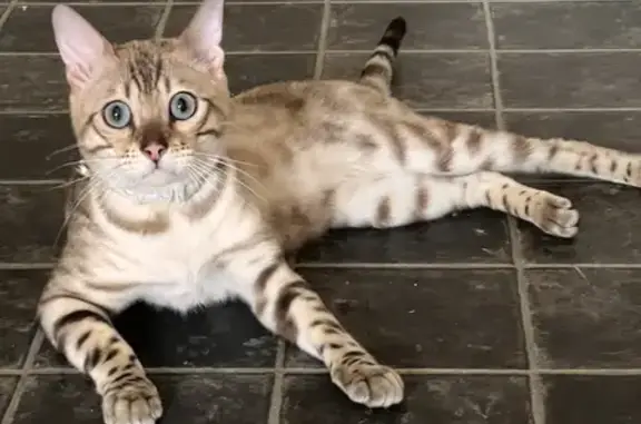 Missing White Spotted Bengal Cat - Drippy