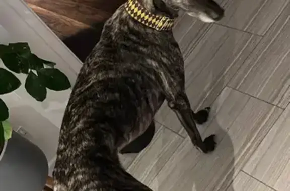 Lost: Nervous Brindle Greyhound in Beaumaris, UK