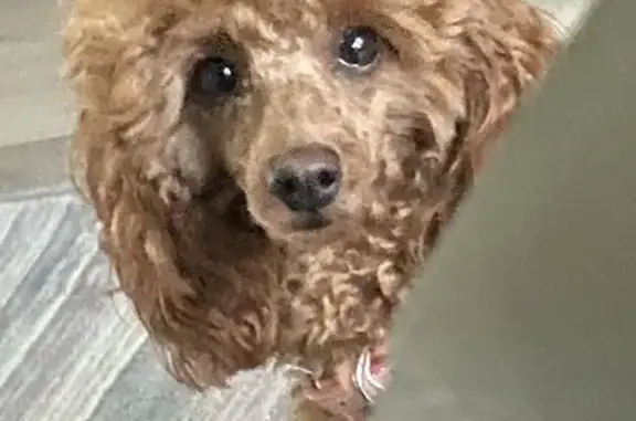 Lost Ruby: Timid Red Toy Poodle in Milnrow