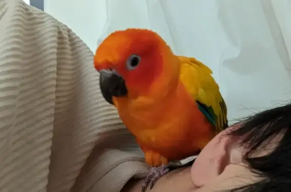 Lost Sun Conure: Help Find Yellow-Orange Bird!