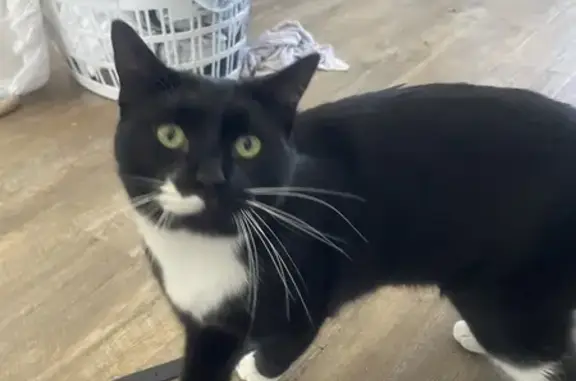 Lost: Black & White Tuxedo Cat Max, Missing from Prion Court