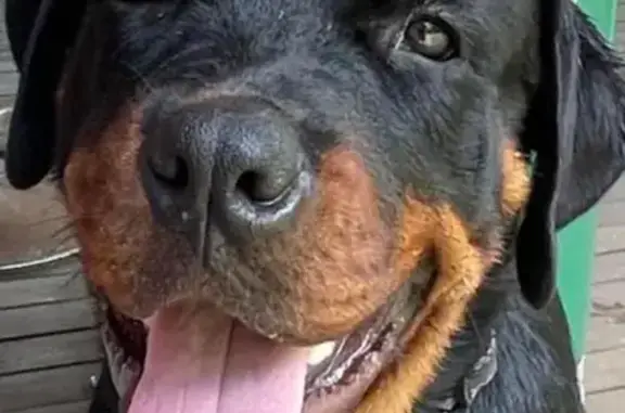 Lost Female Rottweiler: Desexed, Microchipped | Wistaria St, Cairns