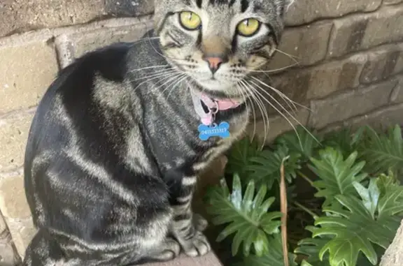 Lost Tabby Cat: Male, 11mos, Adelaide, SA