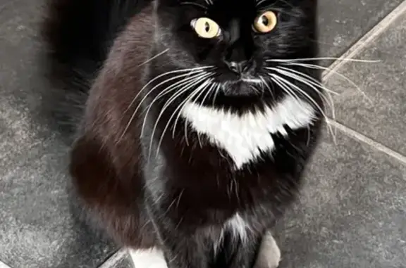 Lost Tuxedo Cat: Crownstone Road, London
