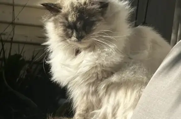 Lost Ragdoll Cat: Small, Fluffy, White Female on Keppel St. - Melbourne