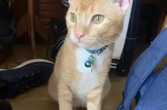 Lost: Ginger & White Cat | Jurong West St 74