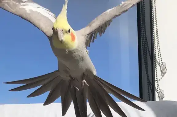 Tilly the Cockatiel: Whistling, Flying, and Pigeon-Toed