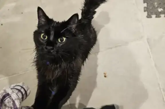 Lost Black Cat: Small, Long-Haired, Missing since 30/09/23