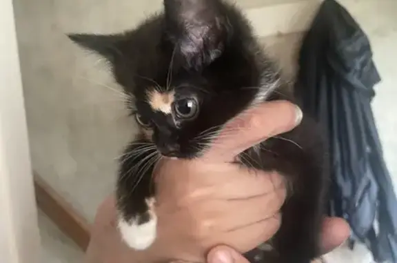 Lost Calico Kitten: Tiny, 4 Months, Edwards Road
