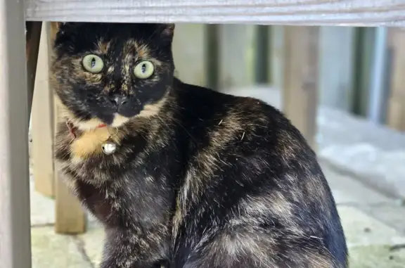 Lost Tortoiseshell Cat: Small, Chipped & Spayed