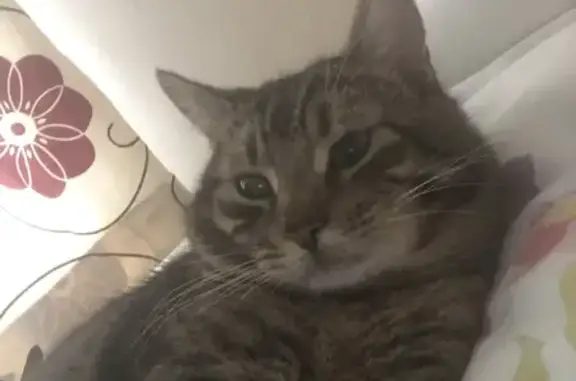 Lost Tiger-Striped Cat: Sweety Escaped at Priory Road