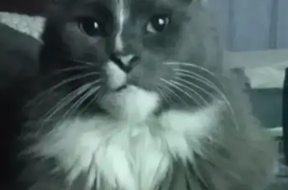 Missing Fluffy Grey & White Cat: Oscar