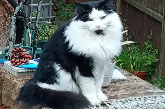 Lost Male Black & White Cat - Age 7 - Angus Gardens