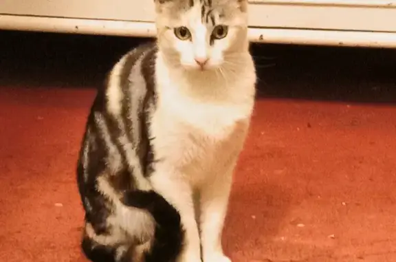 Help Find Minnie: Missing Calico Cat on Forest Ave