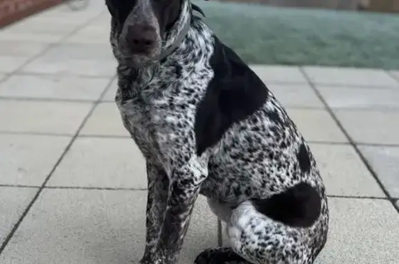 Lost: Nervous Rescue Dog Peggy, Brown & White