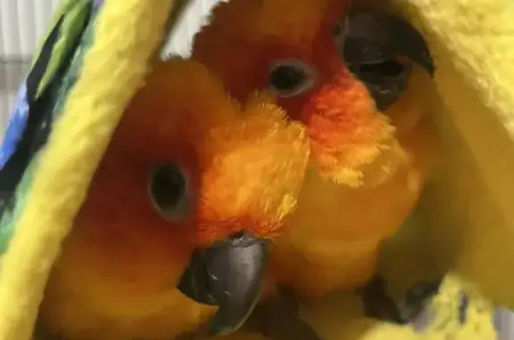 Lost Sun Conure in Shelley - Friendly & Hand-raised