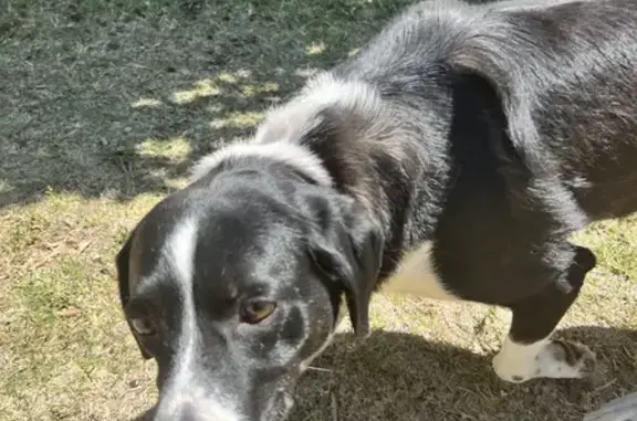 Lost Border Collie Mix: Red Collar, No Tags
