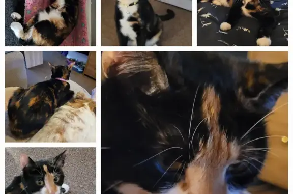 Lost Calico Cat with Pink Nose & Yellow Eyes