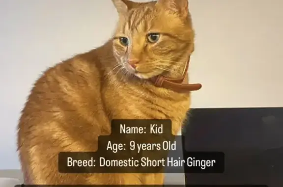 Lost Ginger Male Cat on Matisse Dr.