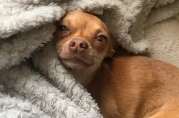 Lost Chihuahua: Light Brown Male on Brixham Road