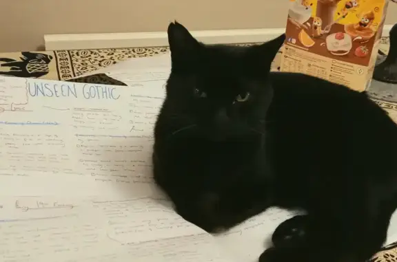 Lost Black Female Cat, 6 Years Missing - Hollow Way, 107-111