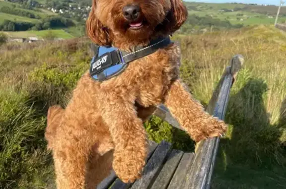 Lost: Small Brown Cockapoo, 2.5yrs, Chipped & Collared