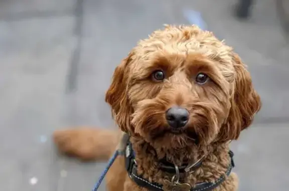 Lost Male Cockapoo: Tan & Lightening Head, Blue Tartan Collar