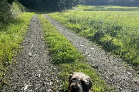 Lost: Friendly Black & White Female German Pointer