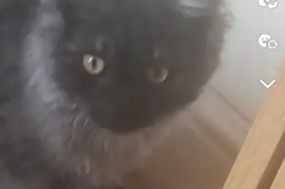 Lost Ragdoll Cat: Male, Orange Eyes, Grey Fur