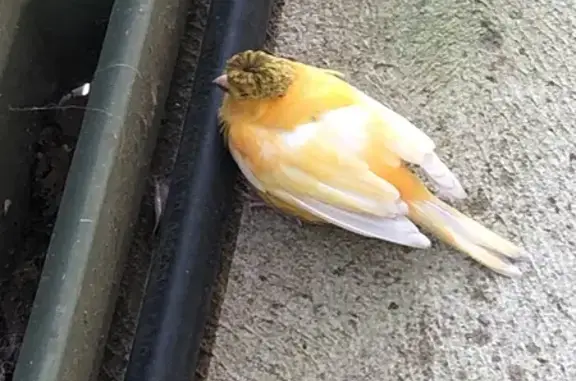 Lost Canary: Ambrose Ave, Campbelltown