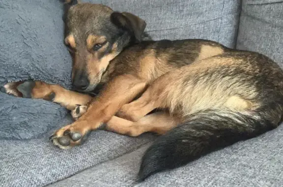 Lost Dog: Basia, Red Collar, Guildford Road