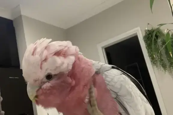 Lost Galah in Reid - Cash Reward for Safe Return