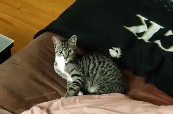 Lost Tabby Cat: Female, 8 Months, Microchipped