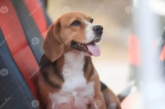 Lost Beagle x: Tri-color female, Methven Ave, City of Whittlesea