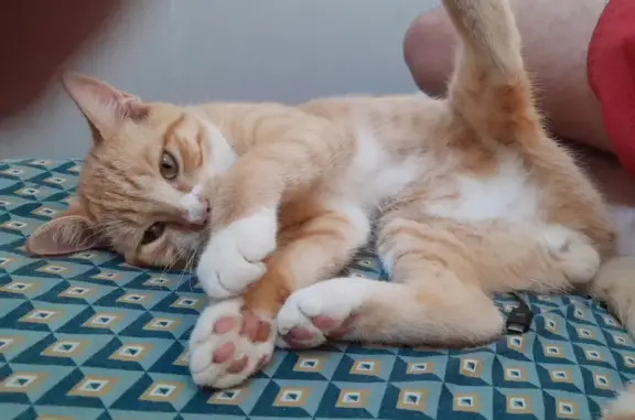 Animaux perdus Fermanville, photo: Adorable male cat missing at Fermanville, Normandie