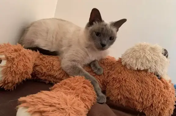 Animaux perdus Égly, photo: Lost Siamese Cat: Gray and White, Orange Collar