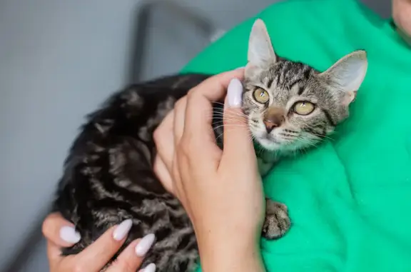 Знайдено мармурову безпритульну кицю Зося 🐾 Шукаю дім та люблячих господарів!