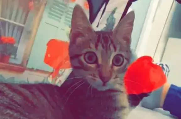 Chat perdu, Estillac, photo: Lost Male Kitten: Grey Tiger with Leopard Spots